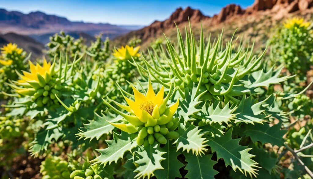 tribulus terrestris