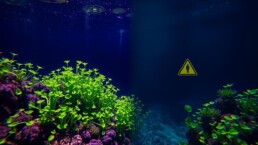 Spirulina Side Effects
