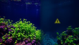 Spirulina Side Effects