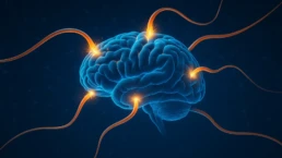 What is neuroplasticity