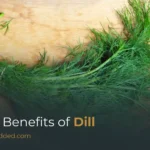 Health Benefits of Dill: Nutrition, Uses & Wellness Advantages