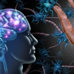 Vagus Nerve Gut Health Connection: How Your Brain Controls Digestion