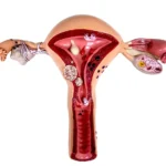 How Deep Is a Vagina? Understanding Vaginal Canal Size and Anatomy