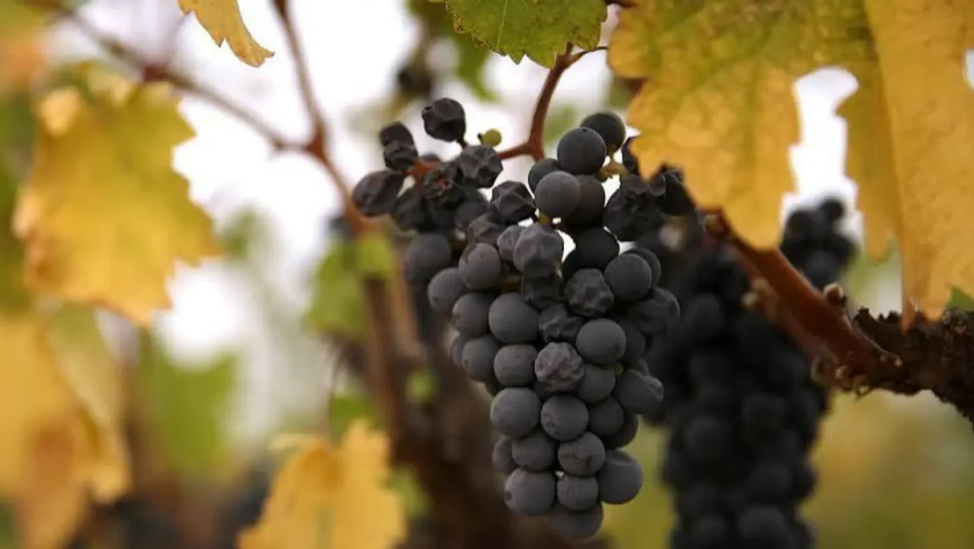 Are Grapes Good for Weight Loss? Benefits, Nutrition, and the Best Way to Eat Them