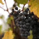 Are Grapes Good for Weight Loss? Benefits, Nutrition, and the Best Way to Eat Them