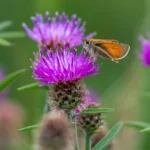 Benefits of Milk Thistle: Uses, Health Benefits & Safety Considerations