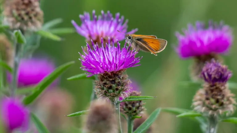 Benefits of Milk Thistle: Uses, Health Benefits & Safety Considerations