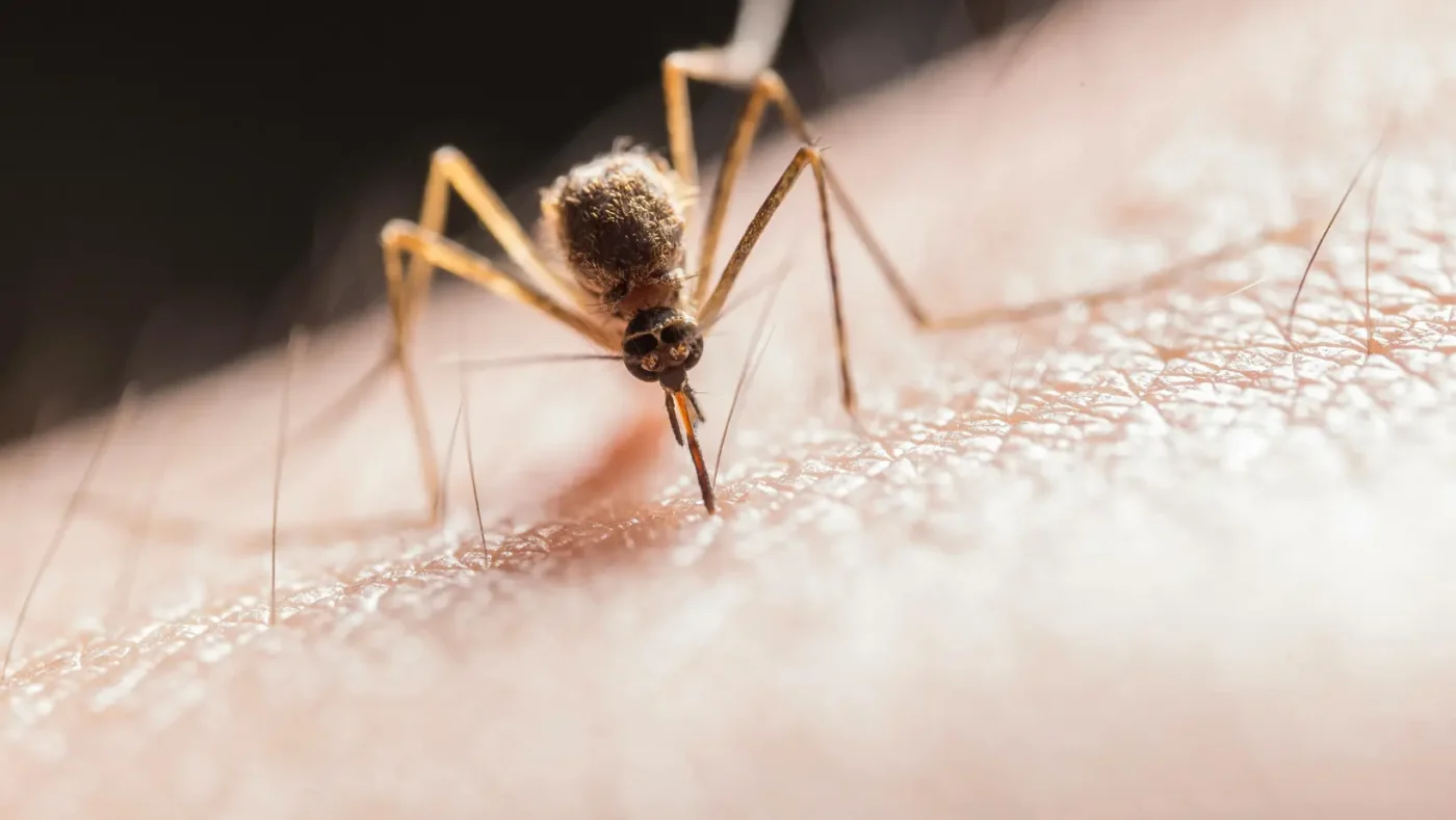 Home Remedies for Mosquito Bites: 10 Natural Ways to Relieve Itching