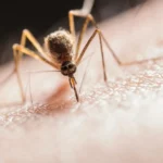 Home Remedies for Mosquito Bites: 10 Natural Ways to Relieve Itching