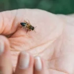 Home Remedies for Bee Stings: 10 Ways to Reduce Pain, Swelling & Itching