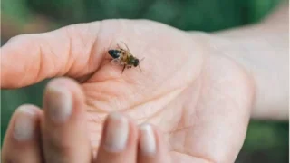 Home Remedies for Bee Stings: 10 Ways to Reduce Pain, Swelling & Itching