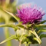 How Long Does Milk Thistle Take to Detox the Liver? Timeline & What to Expect