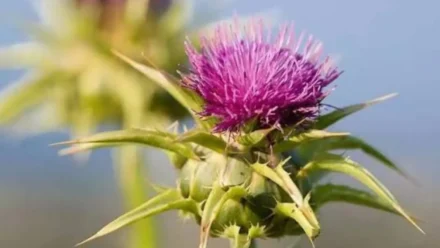 How Long Does Milk Thistle Take to Detox the Liver? Timeline & What to Expect