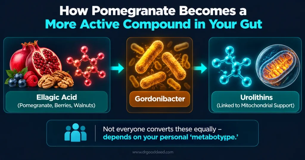 Ellagic acid urolithin conversion by gut bacteria from pomegranate 