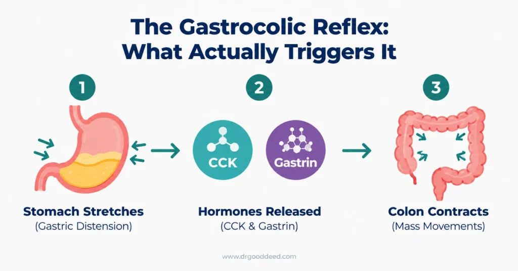 gastrocolic-reflex-cck-gastrin-mechanism-diagram
