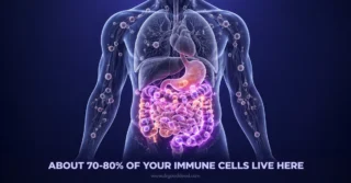Gut Health and the Immune System: How Your Microbiome Fights Illness