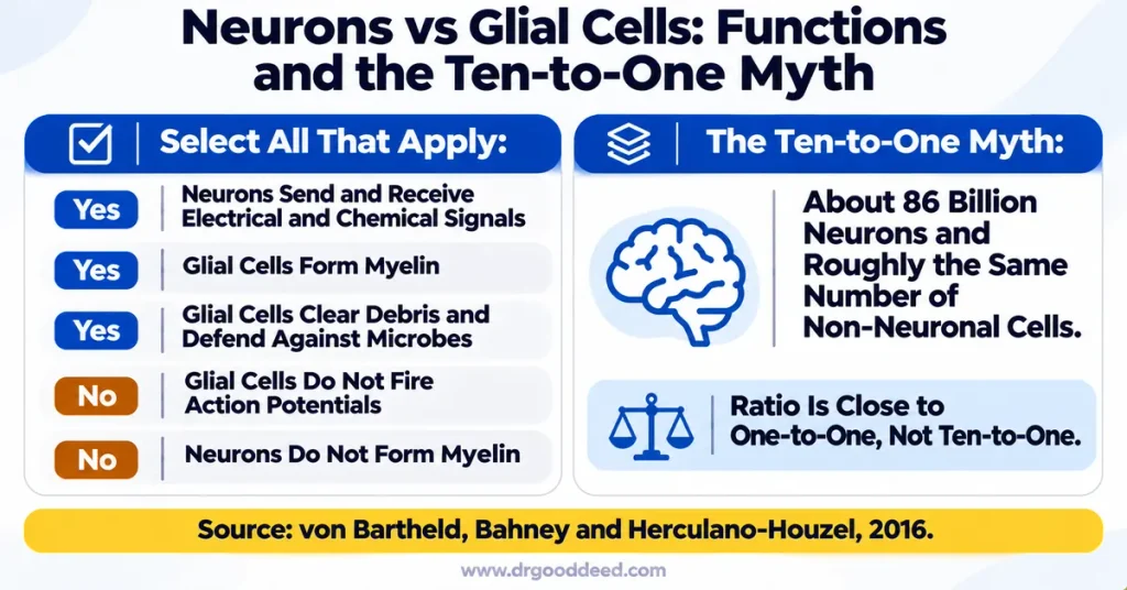 neurons-vs-glial-cells-functions-answer-key-and-ten-to-one-myth